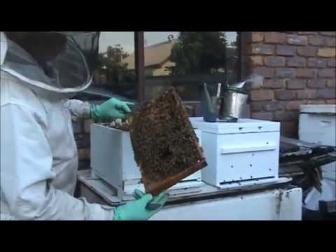 Beekeeping: Making Lots of Bees & New Queens.