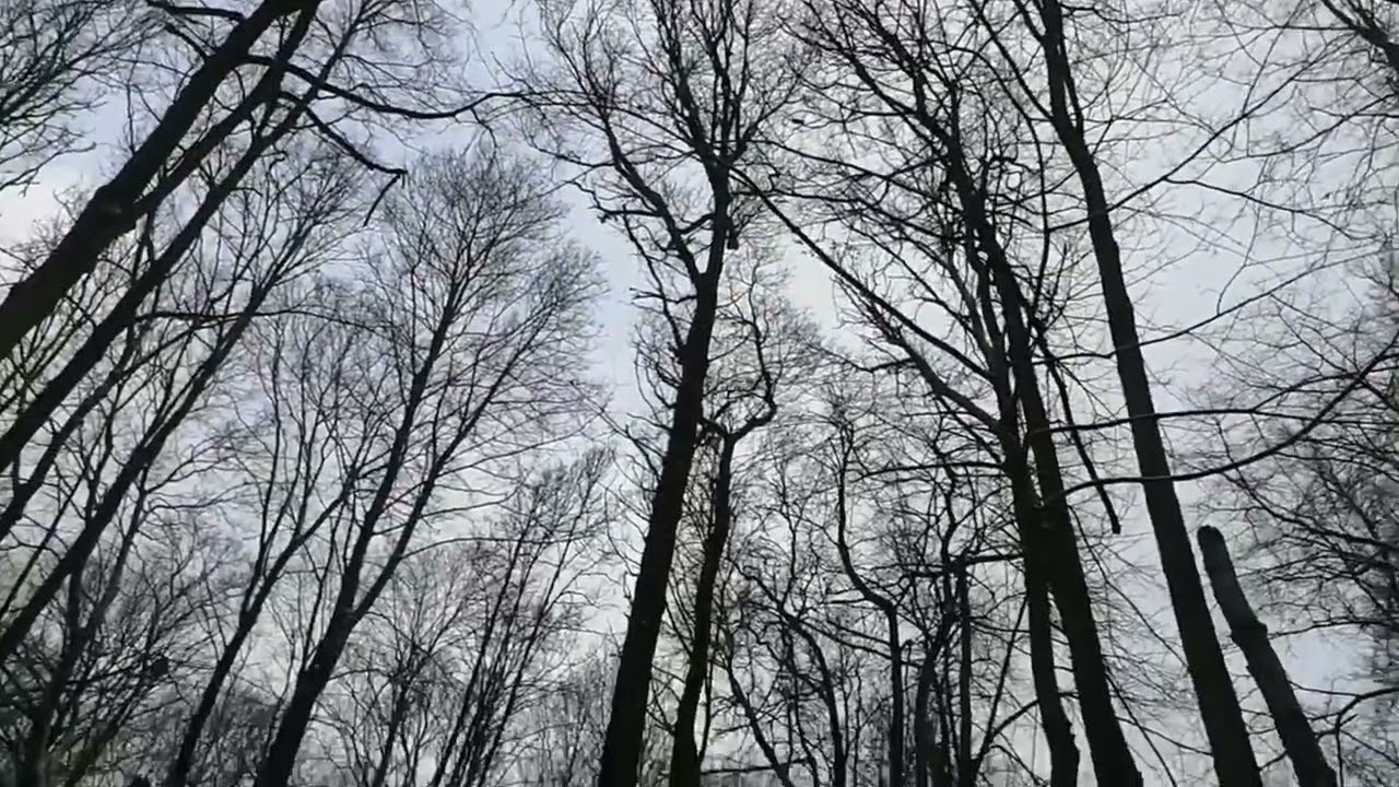 куница как молния