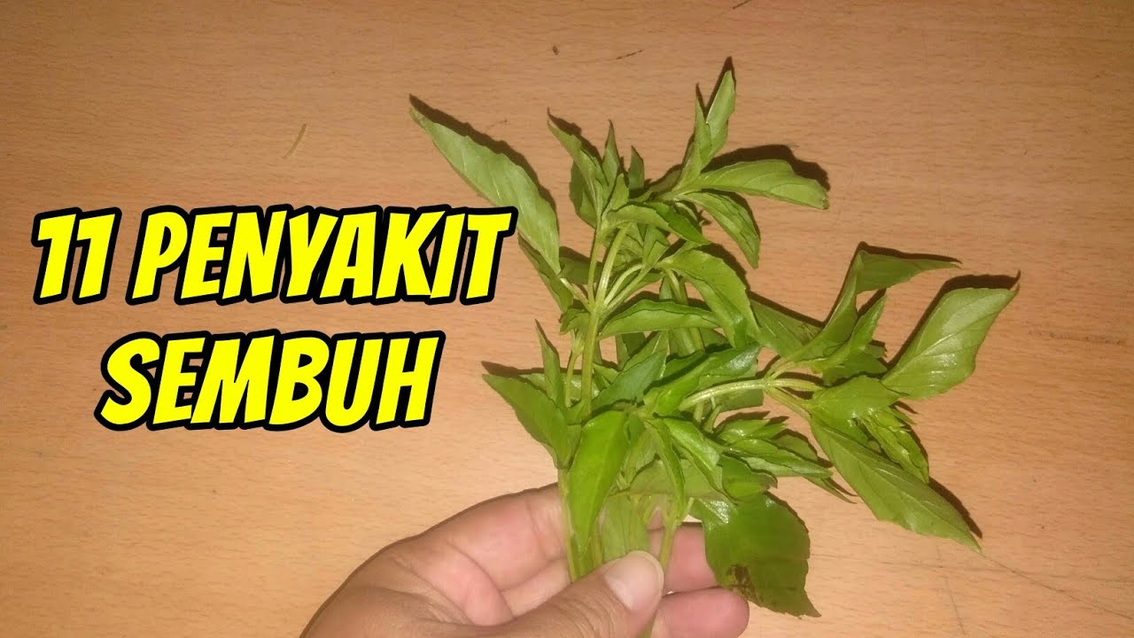 Terbukti Khasiat Daun Kemangi Yang Tidak Di Ragukan Lagi 