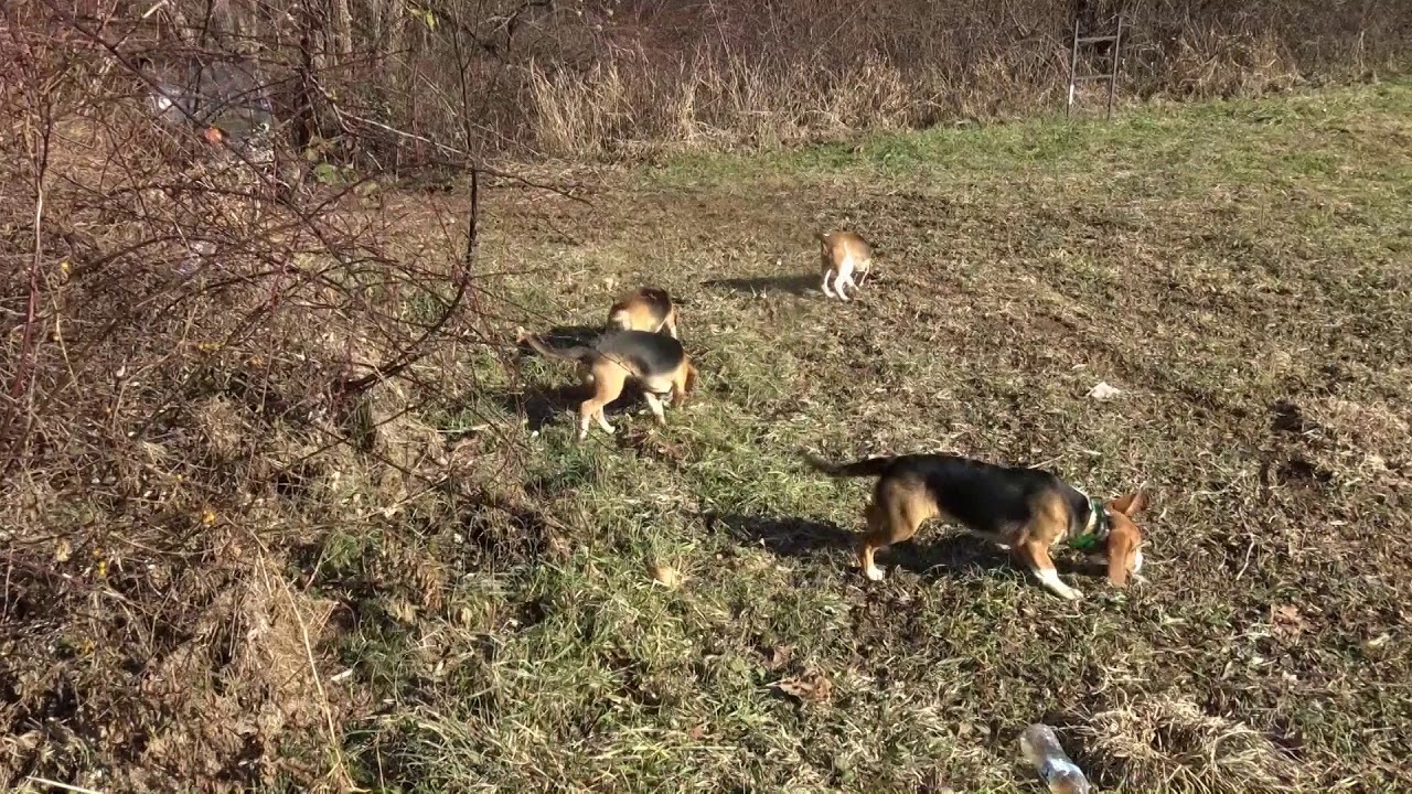 Skyview's Beagles Rabbit Hunting WV - YouTube