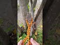 Simple, Strong and Popular Knot !