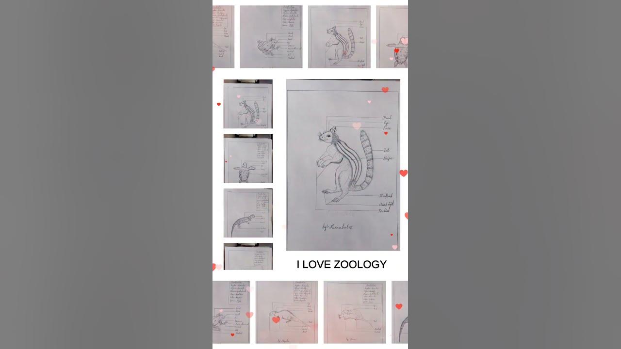 I love zoology 😍status video. YouTube