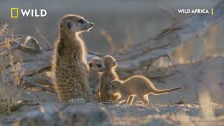 Cobra vs meerkat wild___Wild Africa
