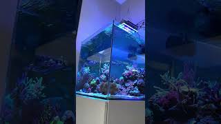Amazing coral setup 🤩🤩🤩 #shorts #reef #fishtank #aquarium #recifal #coral