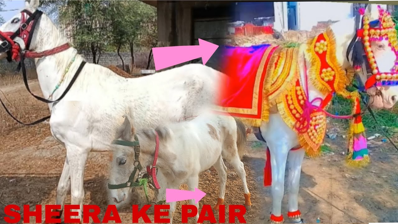 SHEERA KE PAIRO MAIn 😱 GHODI KO SHAADI MAIn GYA DIYA AAj 😳