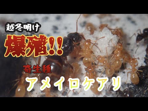 越冬明け増殖中!!寄生種アメイロケアリ