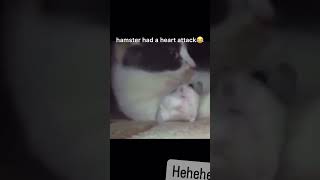 Celebrity CAT SCARED A HAMSTER #youtubeshorts #shortvideo #funny #funnyshorts #video #viralshort #viralvideo Net Worth