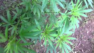 Outdoor update #3