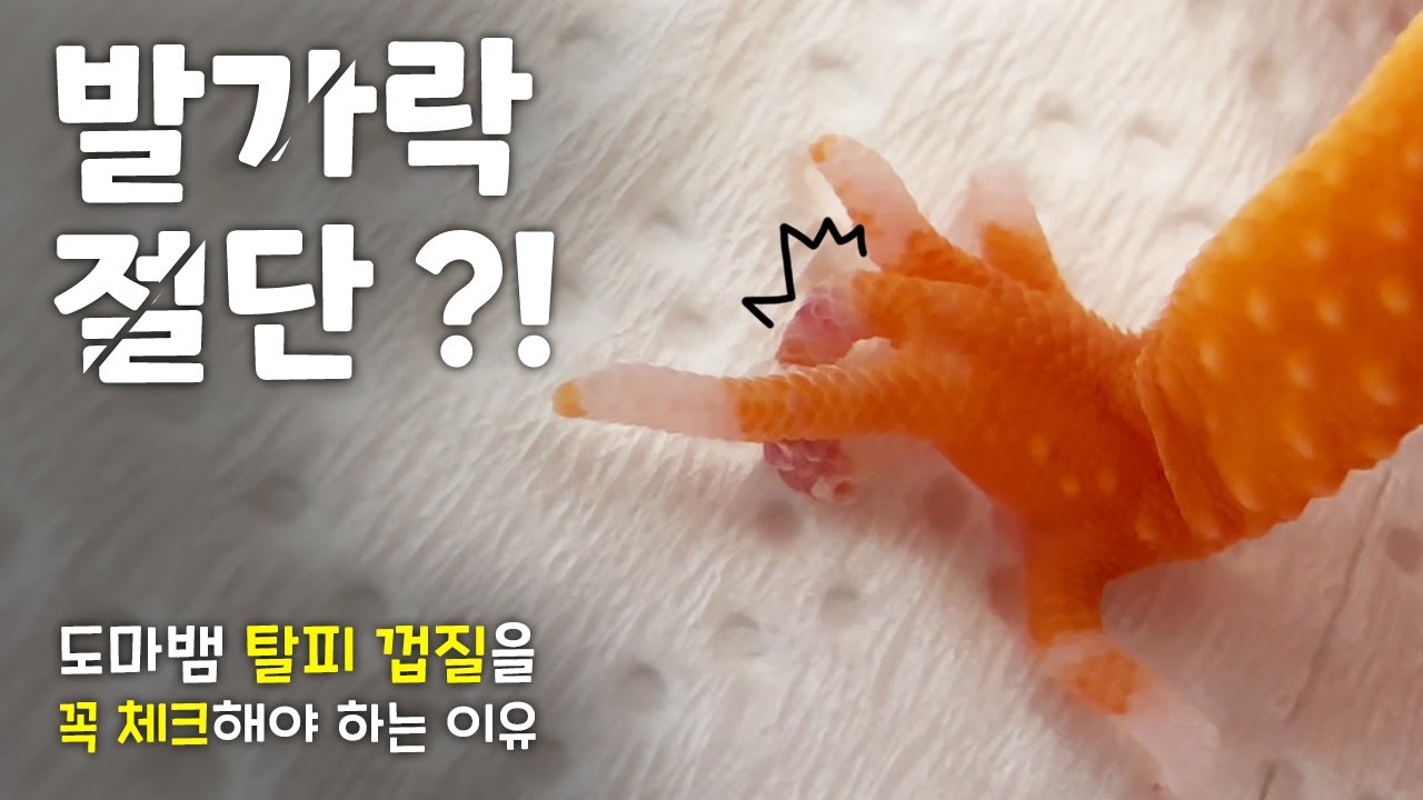 탈피껍질이 이렇게 위험합니다! 여러분 ㅜㅜ (발가락 절대 지켜!!) - YouTube