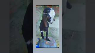 #youtubeshorts #trending #short#viral#funyshorts #youtubeshorts 🏇🥳❤️🎉#cimedy#nature#trendingsong