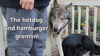 Wolf vs. Sparklers & The Hamburger Gremlin! 🐺✨#petwolf #honeythewolf #wolf #wolfdog 