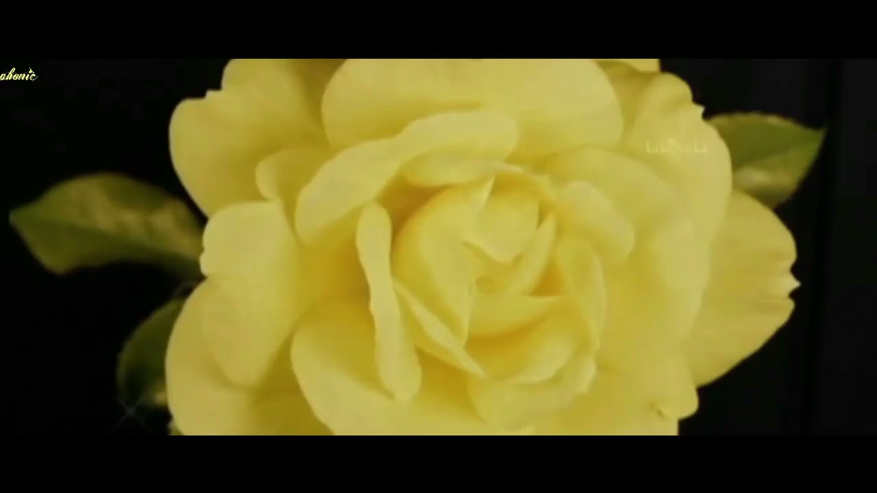 T2 - Cinta Aku Gila [Lyrics Video ]