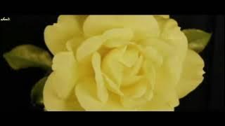 T2 - Cinta Aku Gila [Lyrics Video ]