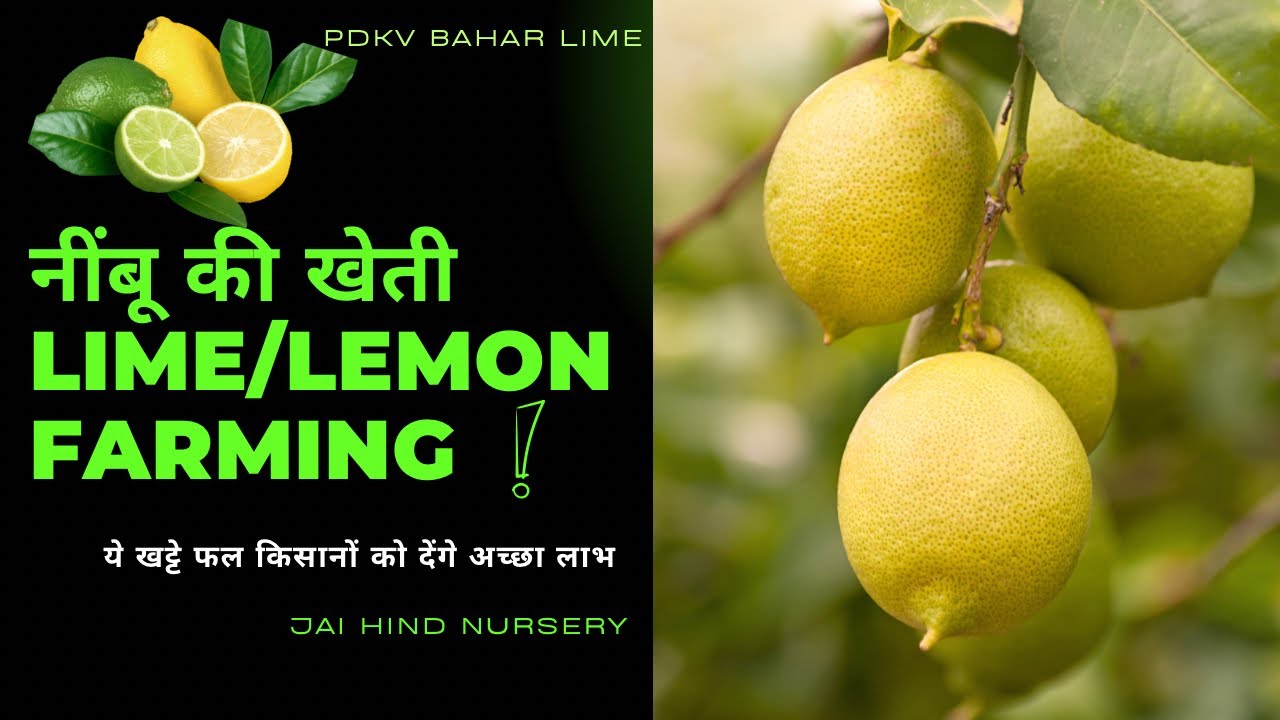 Nimbu ki kheti नींबू की नई- नई क़िस्मों की बाग़वानी करे ! 🍋