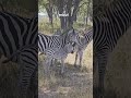 zim Safari