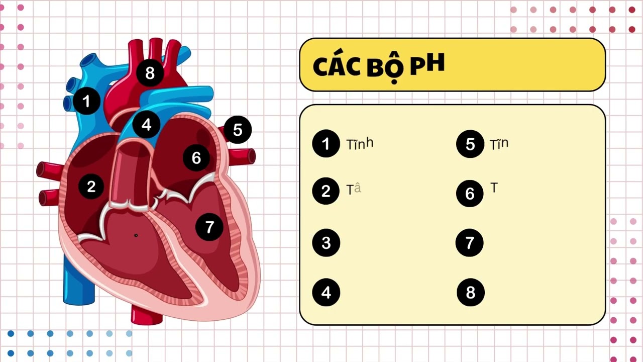 Cấu tạo tim và đường đi của máu