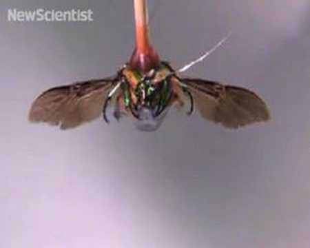 Cyborg insects with wings controlled by humans