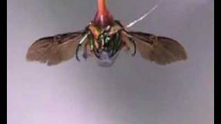 Cyborg insects with wings controlled by humans