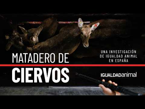 DENTRO de un MATADERO de CIERVOS en España