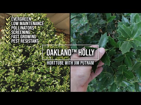 Video: Čo je cezmína dubová: pestovanie cezmíny dubovej v krajine