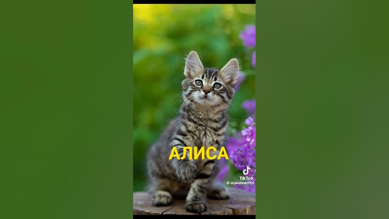 имена по котикам - YouTube