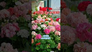 우리 다시 만날 수 있을까?#Shorts#가드닝 #geranium #베란다가드닝 #베란다정원 #geranium #pelargonium #좁은베란다 #임영웅#모래알갱이