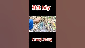 Đặt bẫy chuột đồng theo đường mòn - xa xa đã thấy dính chuột #datbaychuot #anhbahoatv #chuộtđồng