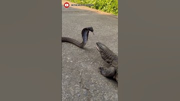 Monitor lizard vs cobra fight PART-1 #viralshort#short#animal#fight#danger#ytshorts#uttarakhand