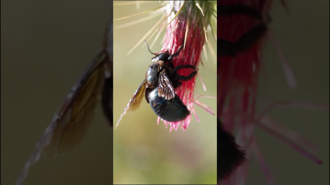 Captivating Moments: Bees Embracing the Beauty of Flowers 