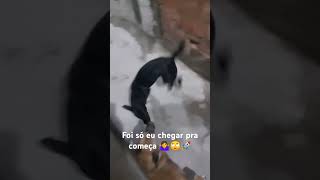 Como O Ser Humano Fica No Quintal Desse Jeito  meleapretinha youtubeshorts cachorros viraliza