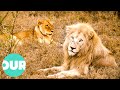 Two lions in south africa fall in love  extraordinary animals  our world