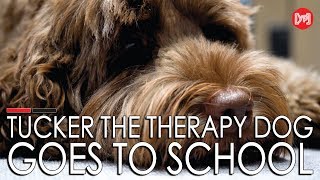 Tucker the therapy dog goes to school
