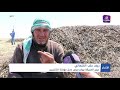 على غير المتوقع موسم الفريكة في القرى التي تشتهر فيها شمالي سوريا