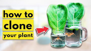 How to EASILY Propagate a Fiddle Leaf Fig (STEP-BY-STEP Guide)