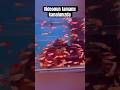 Çipet Petshop Güncel Lepistes ve Pangasus Fiyatları 2026 🐟 | Akvaryum Balıkları Fiyatları