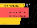 Live Class||plant anatomy||meristematic and permanent tissue||wbslst||biological sciences
