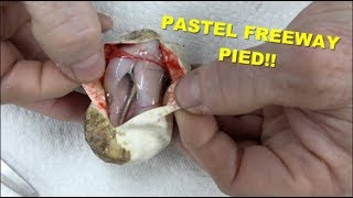My Very First Pastel Freeway Pied !!!