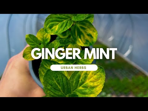 Video: Ingvera piparmētras izmantošana - uzziniet, kā audzēt ingvera piparmētru garšaugus