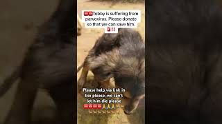 Parvovirus Alert Please Donate  dogrescue doglover doggo dogoftheday furfriends pet