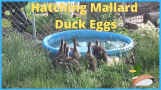 Flying Mallard Ducklings Hatching Hatched Eggs May 2017 Part 2