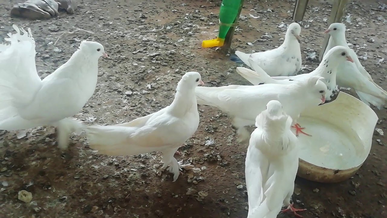 Best kerala pigeon video part 2 എന്റെ പ്രാവുകൾ YouTube