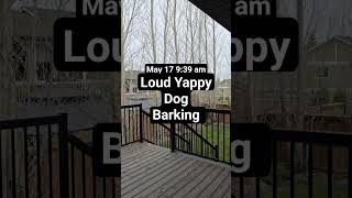 May 17 9:39 am Loud Yappy Dog Barking howling annoying Pomeranian