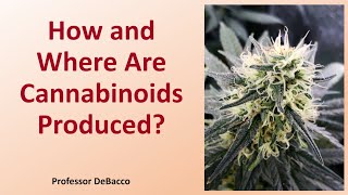 How and Where Are Cannabinoids Produced