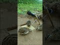 Technique Unique Trap # Creative DIY Quail Bird Trap #shorts