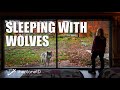 Sleeping with Wolves at Parc Omega - Wolf Howl | Ottawa, Canada | The Planet D