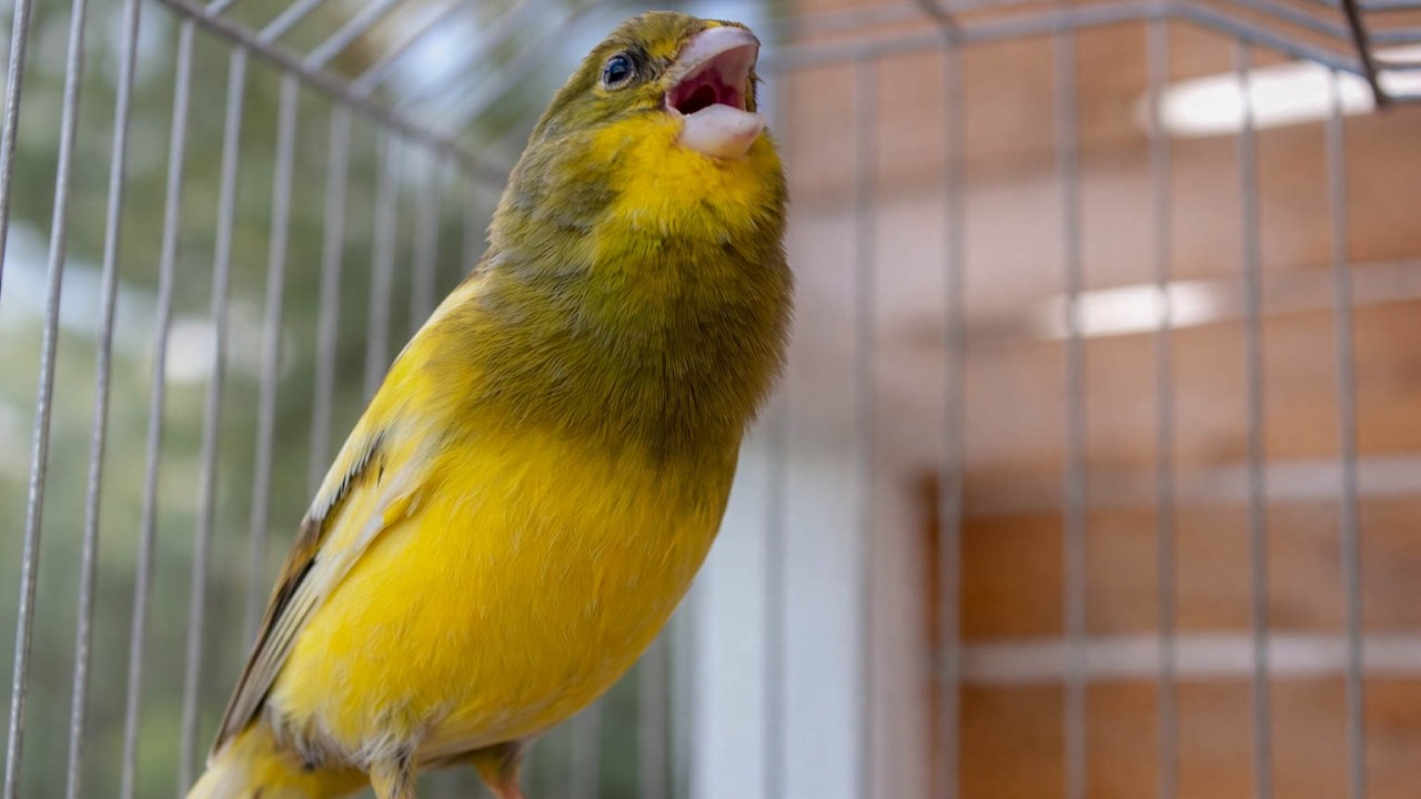 The Perfect Canary Doesn't Exi....   - Canary Training Song