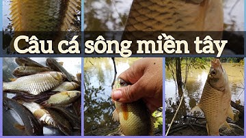 câu cá rô đồng ,cá mè vinh trên sông mập ú #caucaro