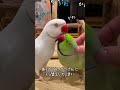 とっっても複雑なアタスの女心 #ワカケホンセイインコ #インコ