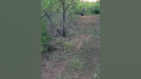 Ravin R20 sniper 100 yards slow motion