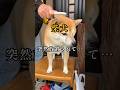 ブラッシング中に放置されて不安がる柴犬#いぬのきもち#柴犬のいる暮らし#しばいぬ#shibadog#shorts